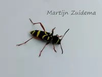 Kleine wespenboktor [Clytus arietis]